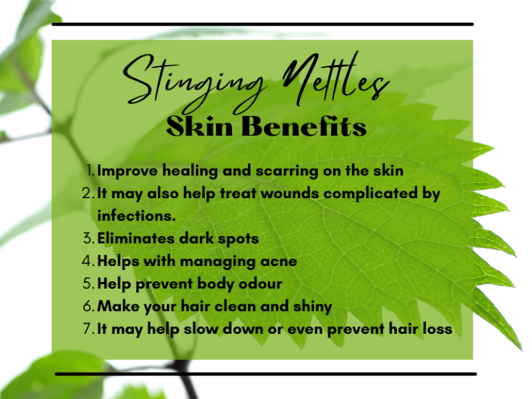 Stinging Nettles What Good Can They Do For Your Skin? SkinCrest